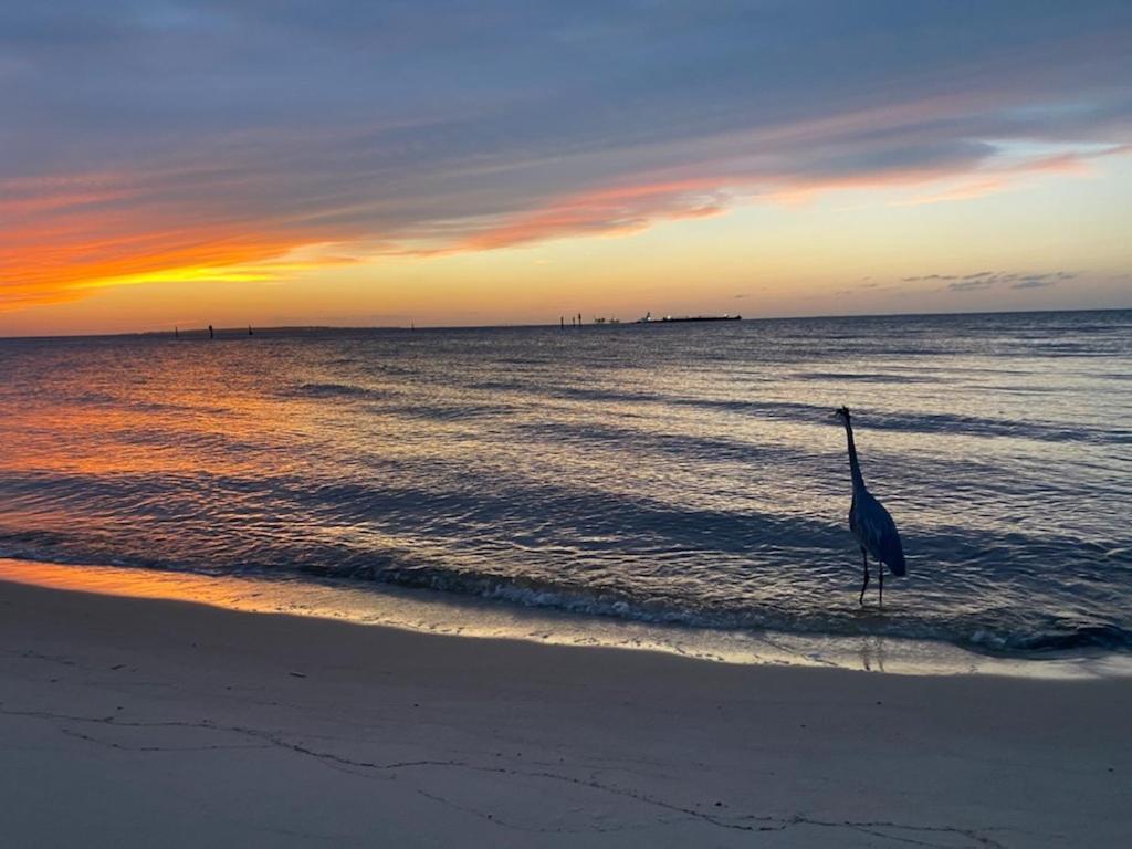 Budget Friendly Condo Within Walking Distance To The Beach! Gulf Shores Buitenkant foto